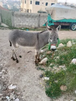 حمار  اخضر للبيع