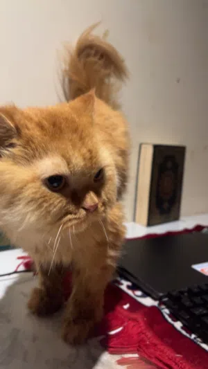 cat home for sale and she so clean