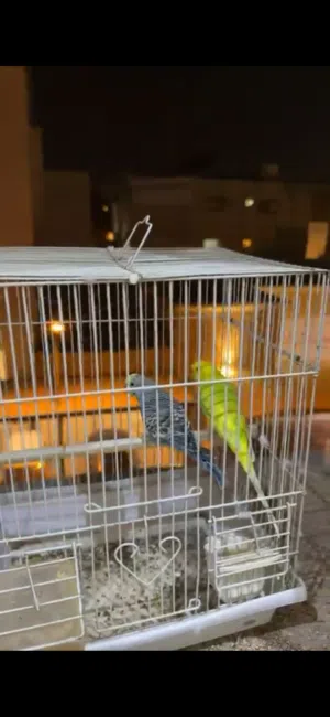 طيور حب وكناري