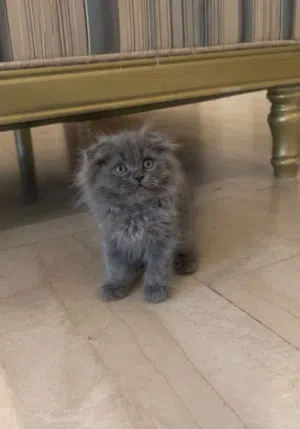 Kitten British long hair