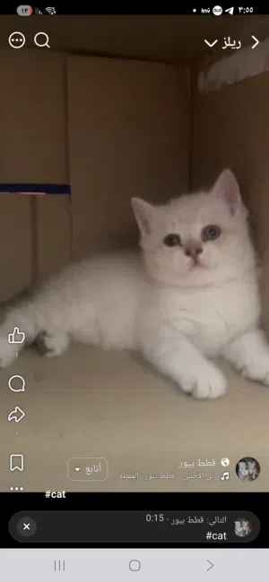 ذكر عمر شهرونص