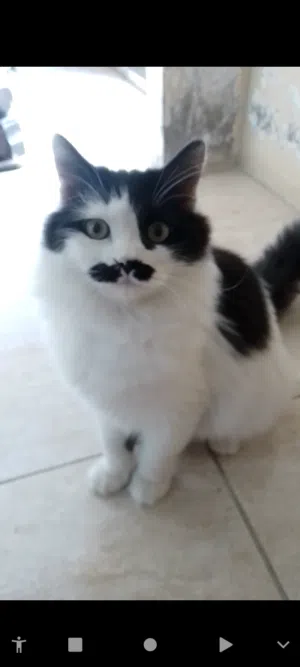 متاح قطط شانشيلا كتن شيرازي