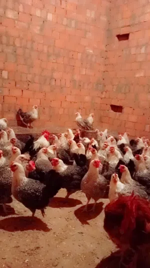 فراخ فيومي بيور أصلي الفضي البياض البلدي الأعلي إنتاجيه في البيض البلدي