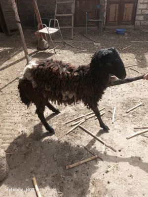 اغنام صعيدى