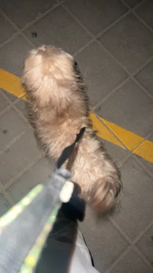 كلب صغير ذكر للبيع