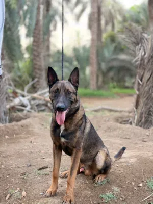 للبيع كلب مالينيوم ذكر