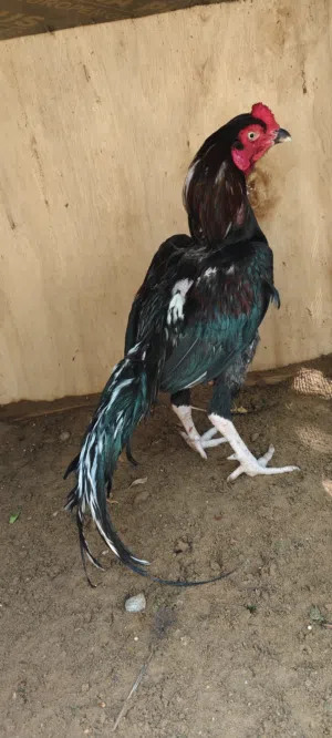 ديج باكستاني