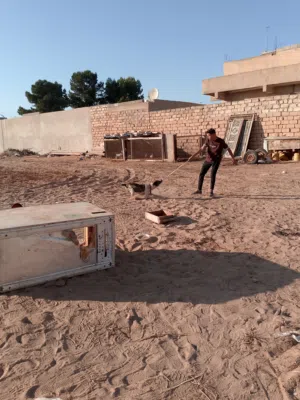 كلب بيت بول للبيع