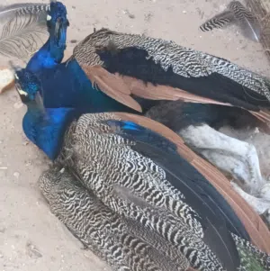 دكور طاووس للبيع