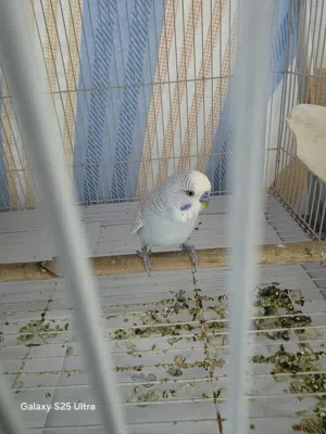 COUPLE BUDGIES WITH NESTBOX AND EGGS