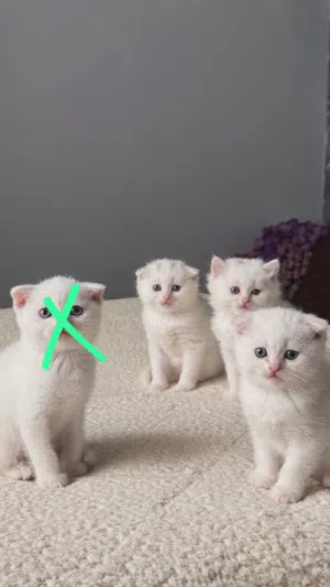 قطط للبيع صغار