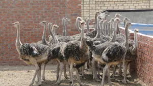 نعام افريقي للبيع عمر 4شهور ونصف و 3 شهور