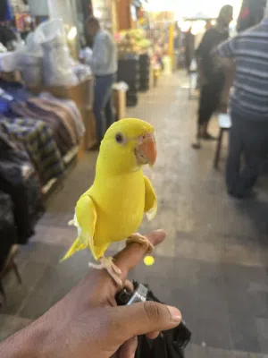 دره صفره للبيع