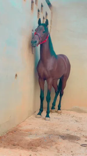 فلو ماشاءالله لاقوة الا بالله