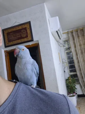 ببغاء دره هندي لون سمائي