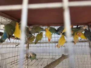 روز للبيع عددهن تقريبا 55 حبه كبار