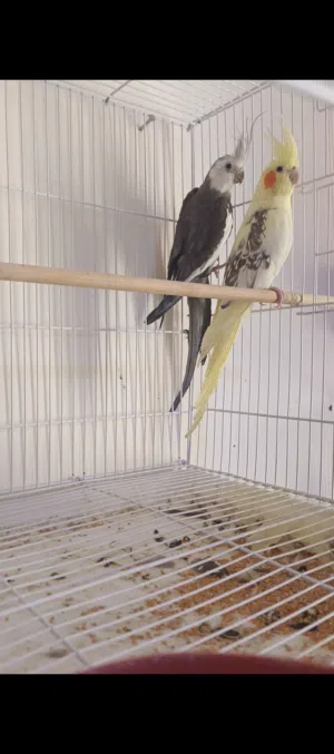 السلام عليكم متاح زوج كوكتيل انكليزي ونثيته شكريه مسبعه شرط لانتاج والتبزير