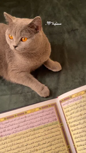 سكوتش ستريت
