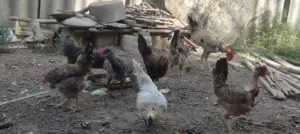 دجاج عرب وابوركيبة للبيع
