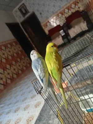 مخاليف طيور الحب اليفات