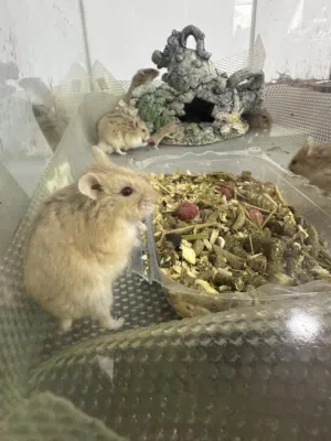 همستر روسي Russian hamster 2bd each