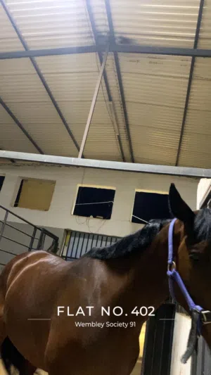 فرس عمر 8 دم إنجليزية100 %