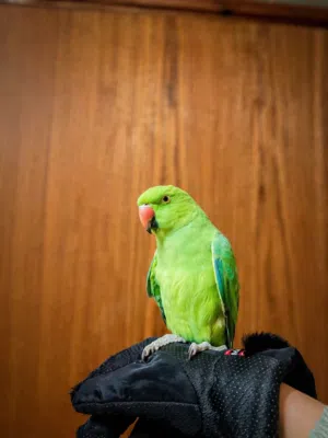 ببغاء دره ذكر للبيع