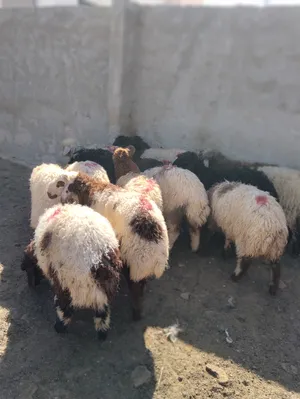 ‏غنم‏1