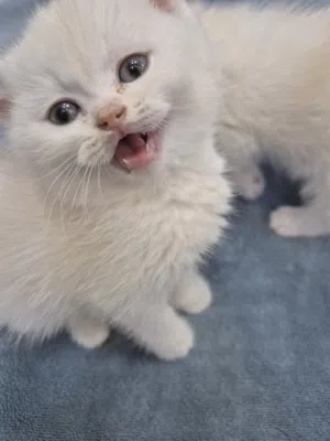 بيع قطط جميله بسعر منافس