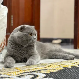 قط سكوتش فولد بيور للبيع