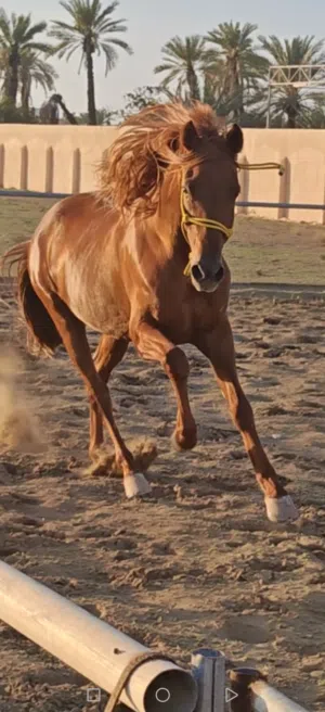 حصان بعمر 3 سنوات جميل ما شاء الله .مهحن.
