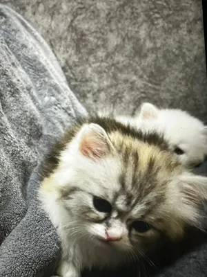 Persian0