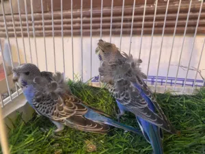 عصافير بادجى