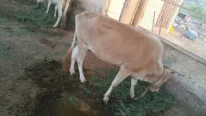 بقره محليه للبيع سمينه ام ولدتين جاهزه للذبح او بغيت تربي بقرة جروز ما شاء الله ما عشار لاتشكو من شي