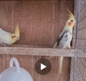 جوز كوكتيل ...........