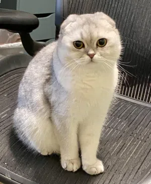 قطة سكوتش تربل فولد سلفر