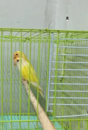 بيع ببغاء الروز