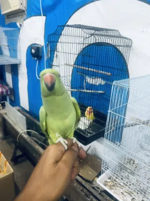للبيع متوه