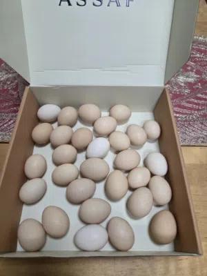 بيض عضوى بدون هرمونات