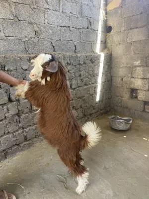 للبيع جدي ماشالله