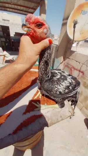 دجاج باكستاني