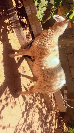 فطيمه للبيع