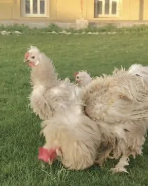 للبيع دجاج فريزل فاخر ديج و دجاجتين بياضات العمر سنه ونص الديج و الدياي 9 شهور و سنه السعر على السوم