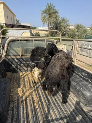 كباشه للبيع