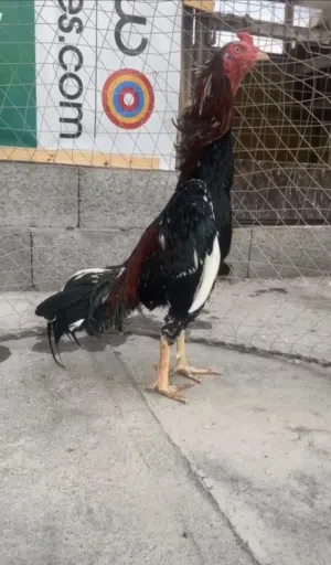 ديك تايلاند العمر سنه و شهرين