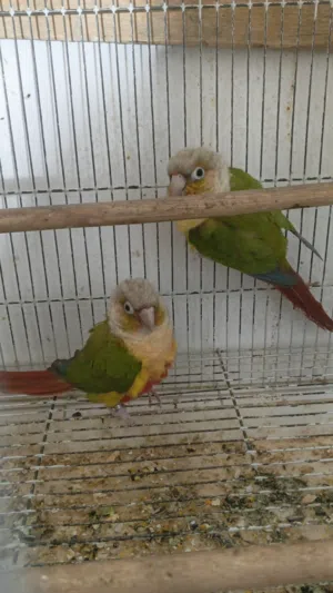 جوزين كنيور منتجين