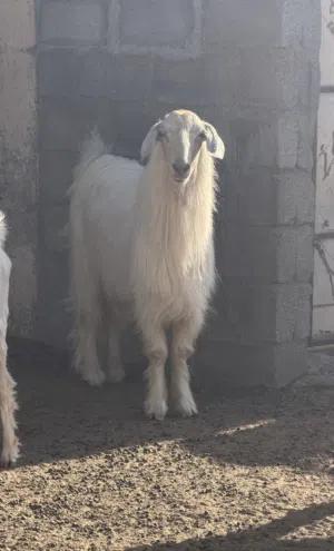 تبس جدي للبيع
