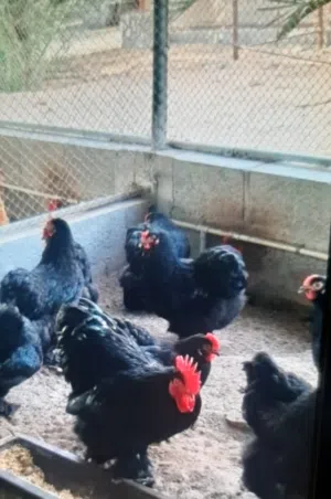 للبيع دجاج الكوشن العملاق بيور