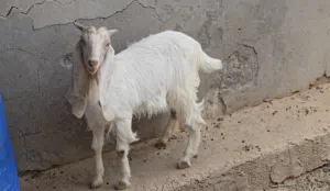 عنز قبرصي للبيع