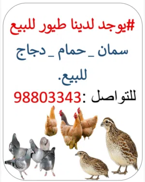 دجاج وسمان للبيع